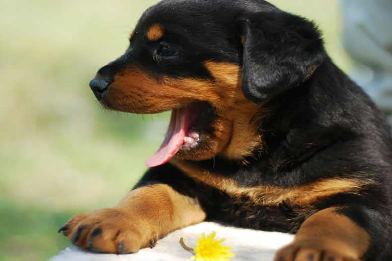 بیماری کنل کاف در سگ ها به همراه روش تشخیص و درمان آن